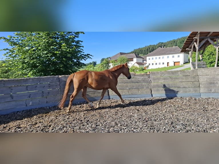 Hungarian Sport Horse Gelding 8 years 15.1 hh Chestnut-Red in Aigen-Schlägl