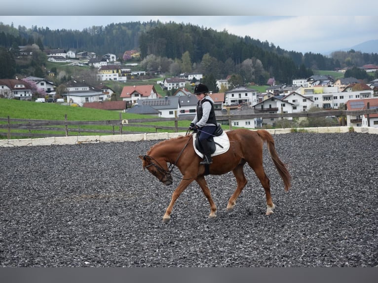 Hungarian Sport Horse Gelding 8 years 15.1 hh Chestnut-Red in Aigen-Schlägl