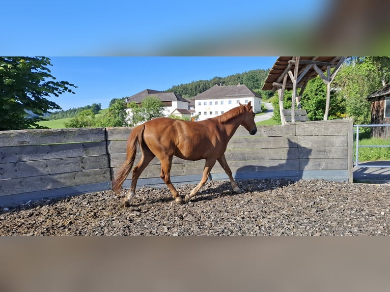Hungarian Sport Horse Gelding 8 years 15.1 hh Chestnut-Red in Aigen-Schlägl