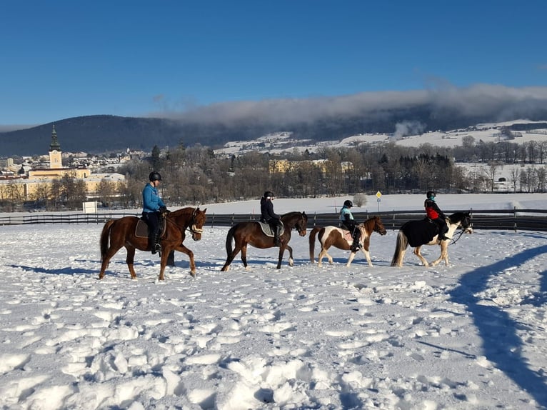 Hungarian Sport Horse Gelding 8 years 15.1 hh Chestnut-Red in Aigen-Schlägl