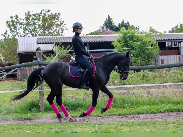 Hungarian Sport Horse Mix Gelding 8 years 15,2 hh Bay-Dark in Győr