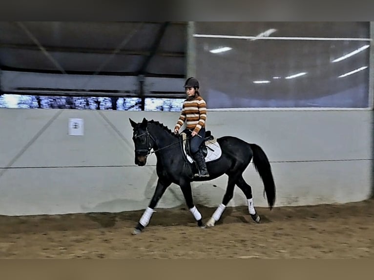 Hungarian Sport Horse Mix Gelding 8 years 15,2 hh Bay-Dark in Győr