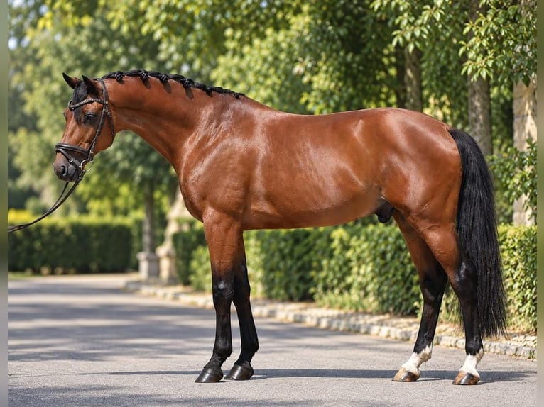 Hungarian Sport Horse Gelding 8 years 15.2 hh Bay in Achau