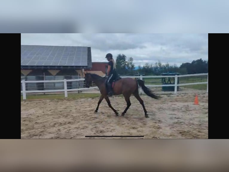 Hungarian Sport Horse Gelding 8 years 15,2 hh Brown in Innernzell