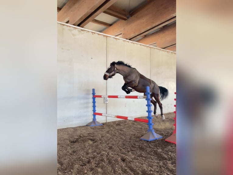 Hungarian Sport Horse Gelding 8 years 15,3 hh Bay-Dark in Embach