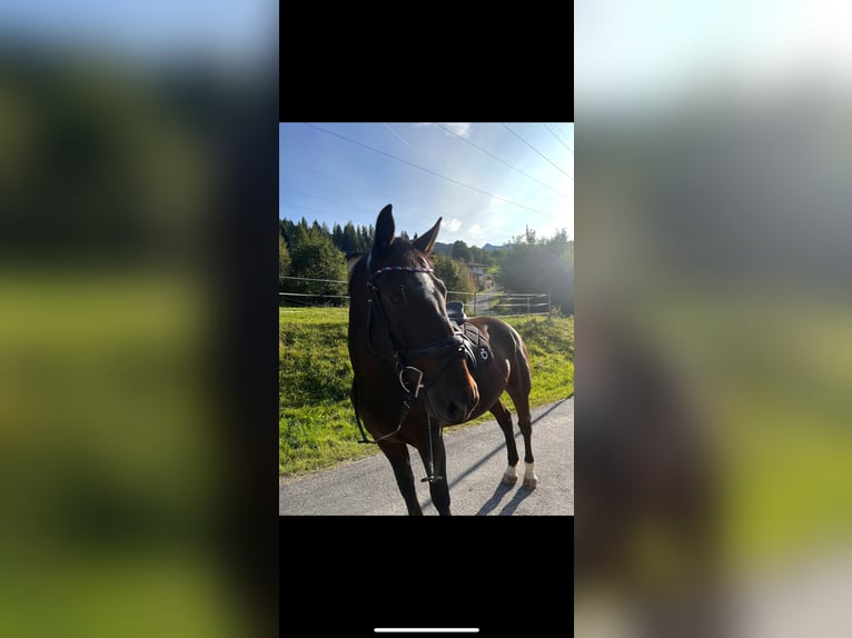 Hungarian Sport Horse Gelding 8 years 15,3 hh Bay-Dark in Embach