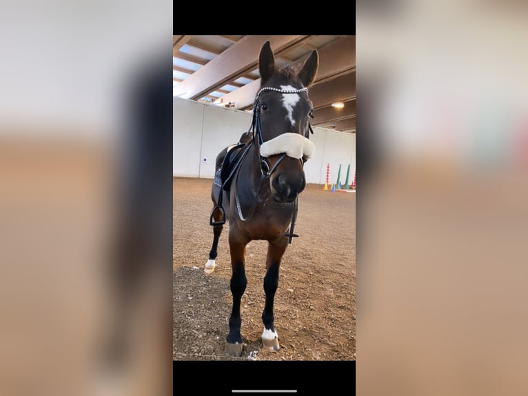 Hungarian Sport Horse Gelding 8 years 15,3 hh Bay-Dark in Embach