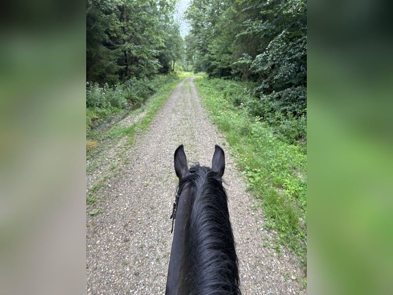 Hungarian Sport Horse Mix Gelding 8 years 15,1 hh Black in Vilgertshofen