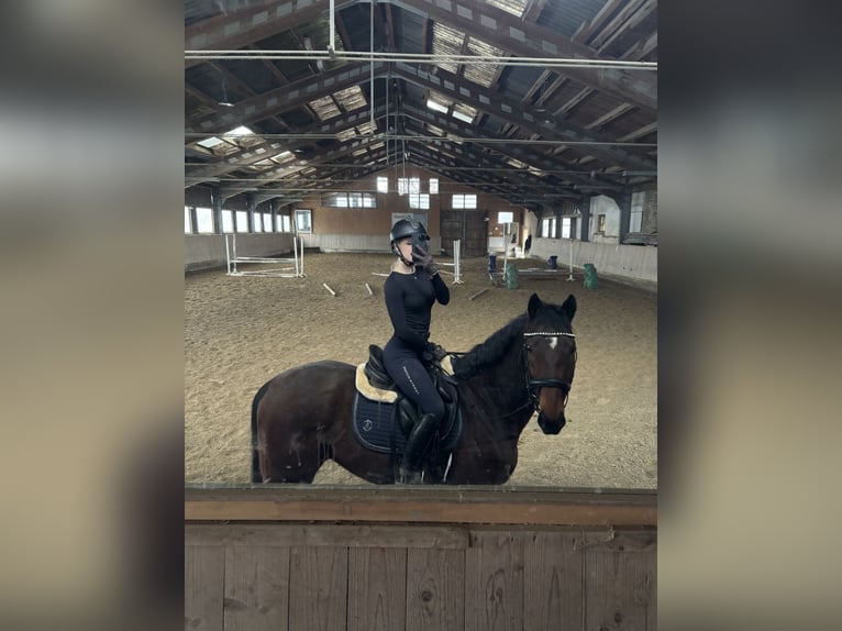 Hungarian Sport Horse Gelding 8 years 15,2 hh Brown in Villach