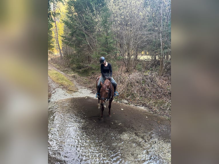 Hungarian Sport Horse Gelding 8 years 15,2 hh Chestnut-Red in Villach
