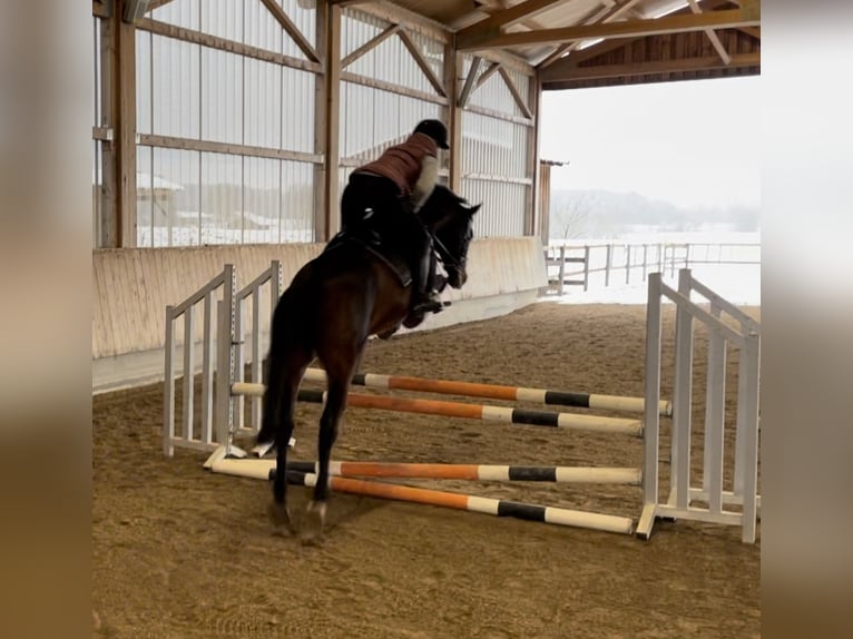 Hungarian Sport Horse Gelding 8 years 15,3 hh Bay-Dark in Raubling