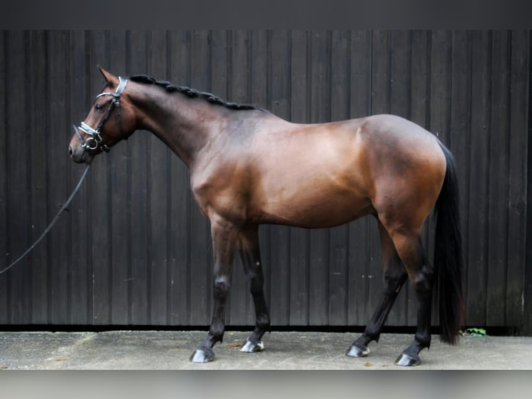 Hungarian Sport Horse Gelding 8 years 15,3 hh Bay-Dark in Raubling