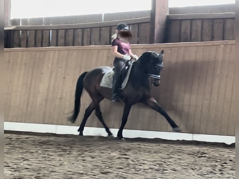 Hungarian Sport Horse Gelding 8 years 15,3 hh Bay-Dark in Raubling