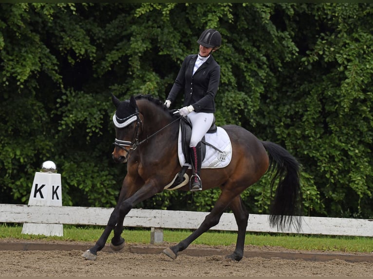 Hungarian Sport Horse Gelding 8 years 15,3 hh Bay-Dark in Raubling