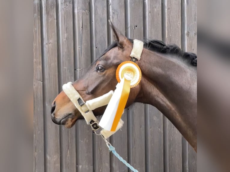 Hungarian Sport Horse Gelding 8 years 15,3 hh Bay-Dark in Raubling