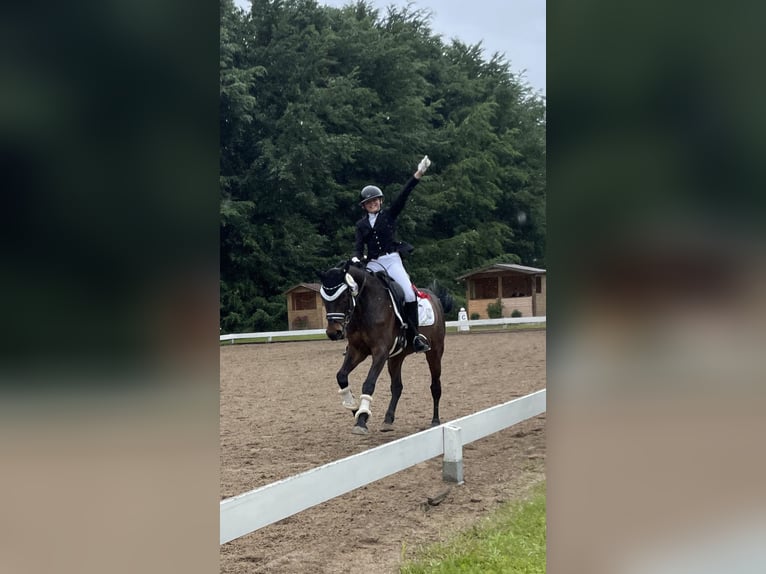 Hungarian Sport Horse Gelding 8 years 15,3 hh Bay-Dark in Raubling