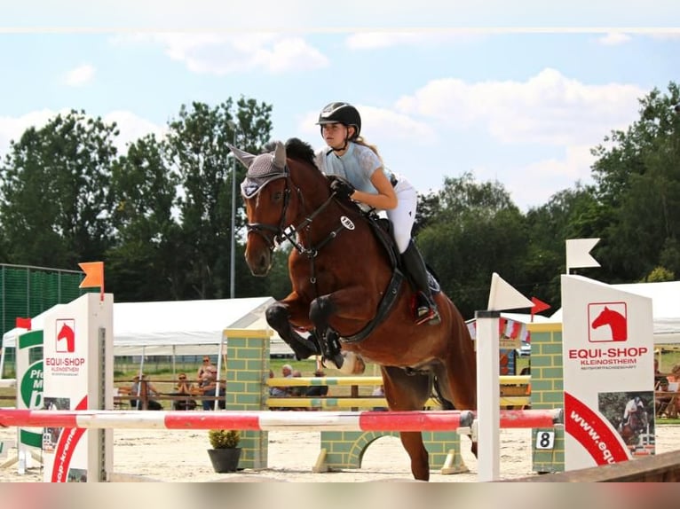 Hungarian Sport Horse Gelding 8 years 16,1 hh Brown in Coburg