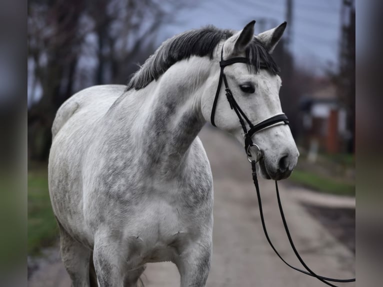 Hungarian Sport Horse Gelding 8 years 16.1 hh Grey in Budapest