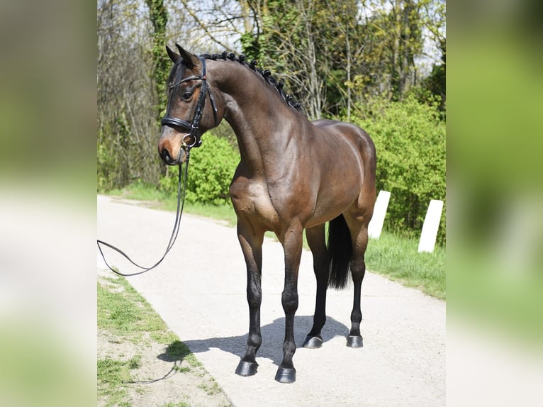 Hungarian Sport Horse Gelding 8 years 16.2 hh Brown in Kecskemét