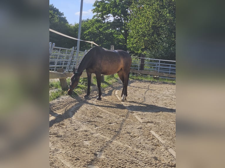 Hungarian Sport Horse Gelding 8 years 16 hh Bay-Dark in Wermelskirchen