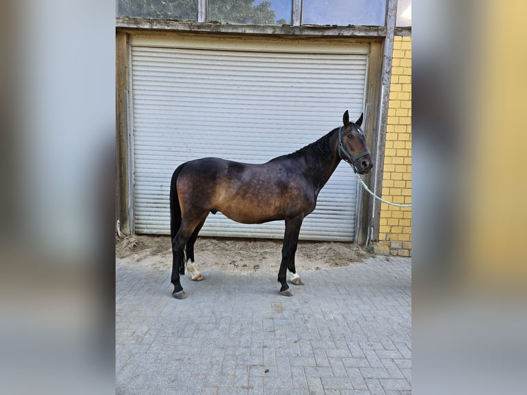 Hungarian Sport Horse Gelding 8 years 16 hh Bay-Dark in Wermelskirchen