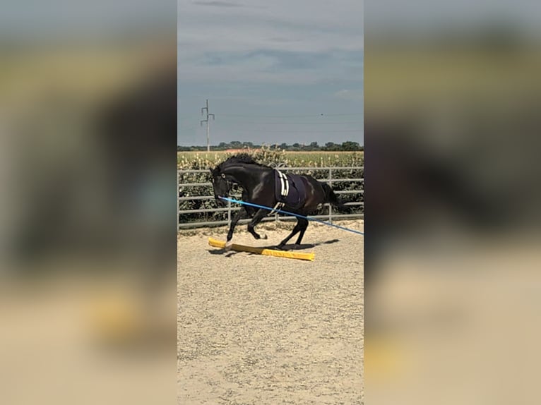Hungarian Sport Horse Mix Gelding 8 years 16 hh Black in Mattersburg