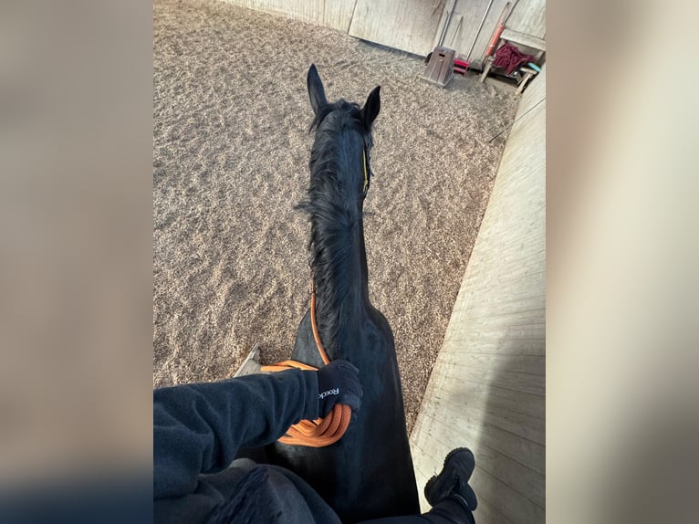Hungarian Sport Horse Mix Gelding 8 years 16 hh Black in Mattersburg