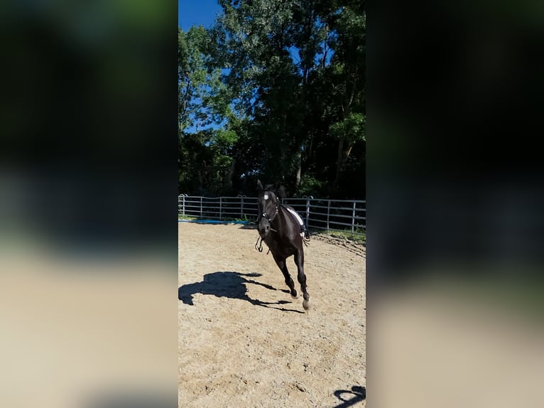 Hungarian Sport Horse Mix Gelding 8 years 16 hh Black in Mattersburg