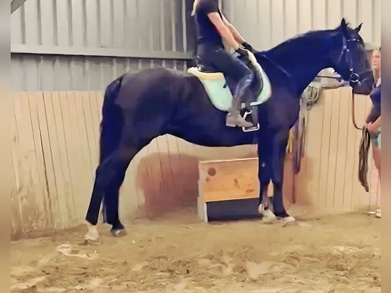 Hungarian Sport Horse Mix Gelding 8 years 16 hh Black in Mattersburg