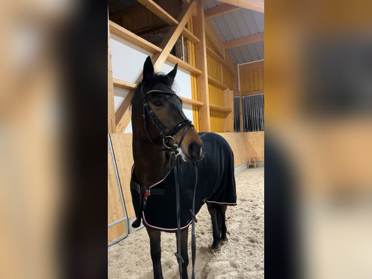 Hungarian Sport Horse Gelding 8 years 16 hh Brown in Bernhardsthal