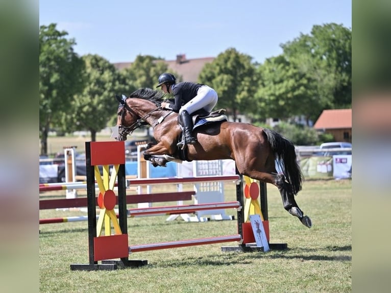 Hungarian Sport Horse Gelding 8 years 16 hh Brown in Friedberg