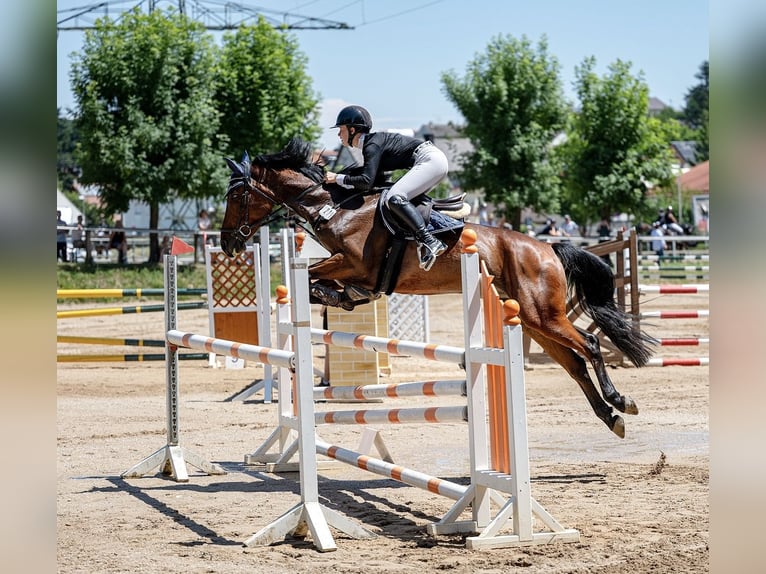Hungarian Sport Horse Gelding 8 years 16 hh Brown in Friedberg