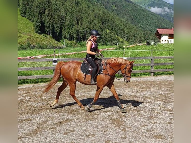 Hungarian Sport Horse Gelding 8 years 16 hh Chestnut-Red in H&#xFC;ttschlag