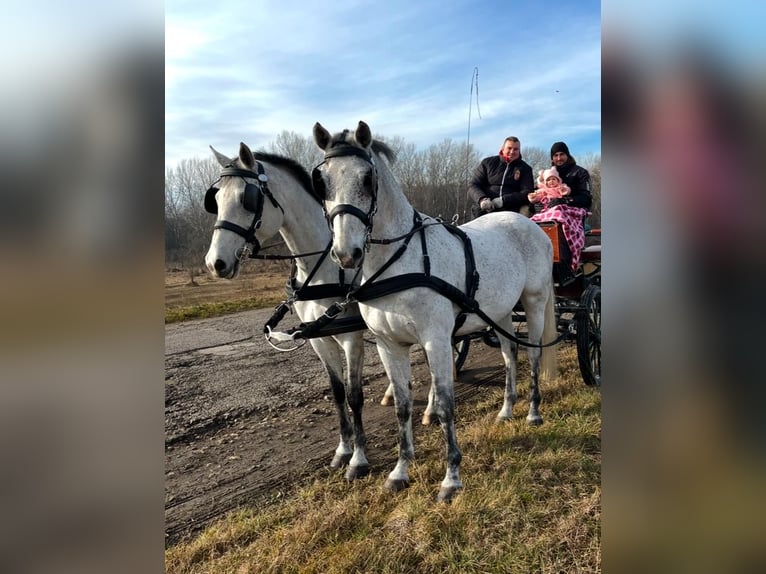 Hungarian Sport Horse Gelding 8 years 16 hh Gray in Tass