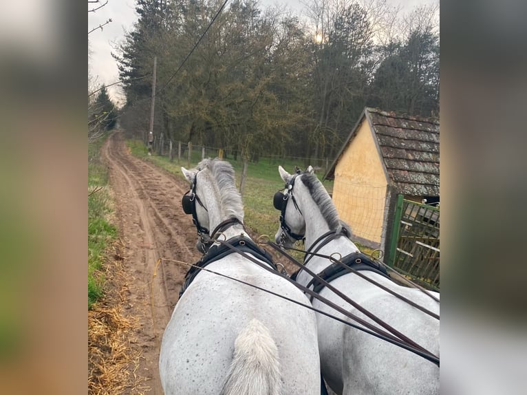 Hungarian Sport Horse Gelding 8 years 16 hh Gray in Tass