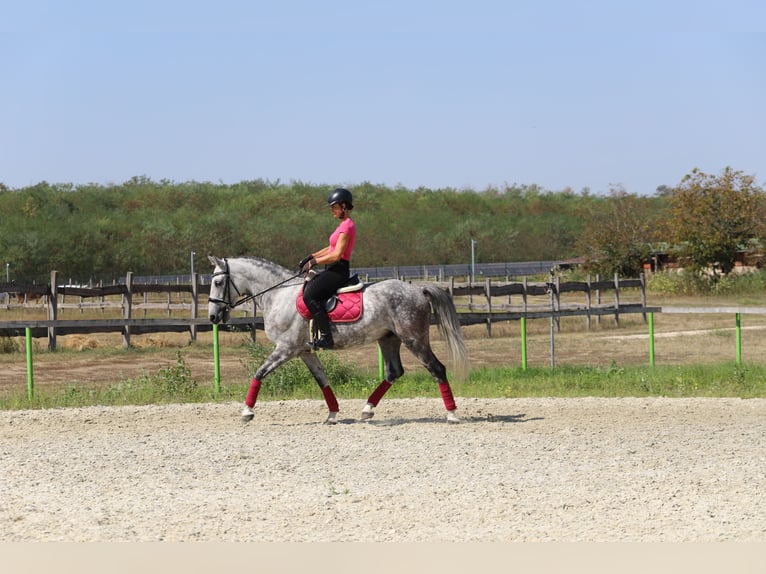 Hungarian Sport Horse Mix Gelding 8 years 16 hh Gray in Gönyű