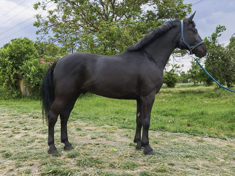 Hungarian Sport Horse Gelding 8 years 16,1 hh Black in Gerla Hungarian Sport Horse Gelding 8 years 16,1 hh Black in Gerla