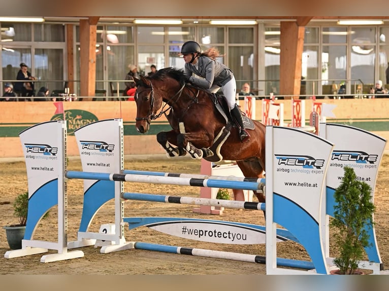 Hungarian Sport Horse Gelding 8 years 16,1 hh Brown in Schattendorf