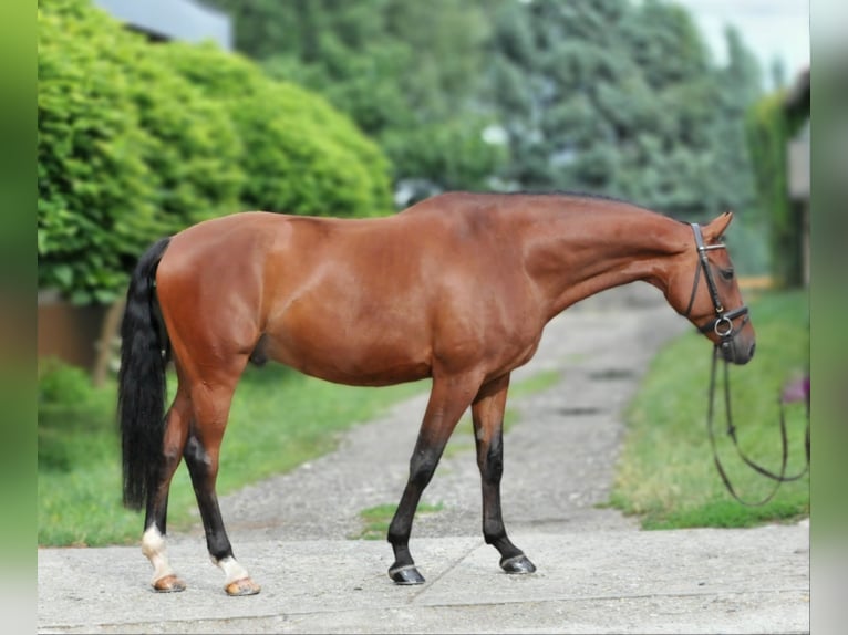 Hungarian Sport Horse Gelding 8 years 16,1 hh Brown in Schattendorf