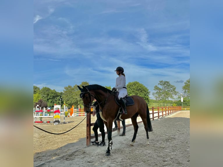 Hungarian Sport Horse Gelding 8 years 16,1 hh Brown in Schattendorf