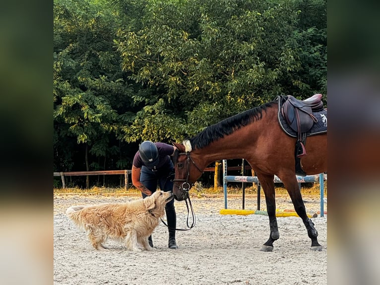 Hungarian Sport Horse Gelding 8 years 16,1 hh Brown in Schattendorf