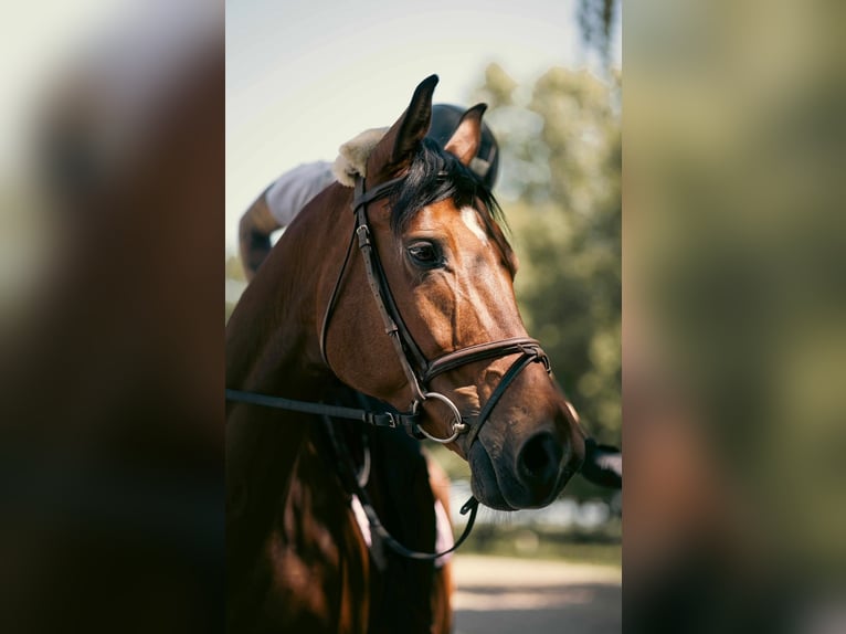 Hungarian Sport Horse Gelding 8 years 16,1 hh Brown in Schattendorf