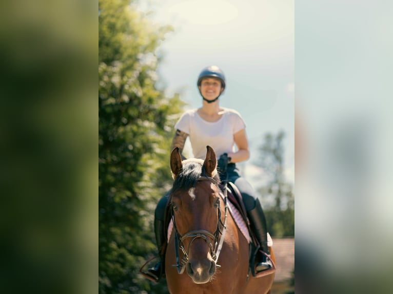 Hungarian Sport Horse Gelding 8 years 16,1 hh Brown in Schattendorf