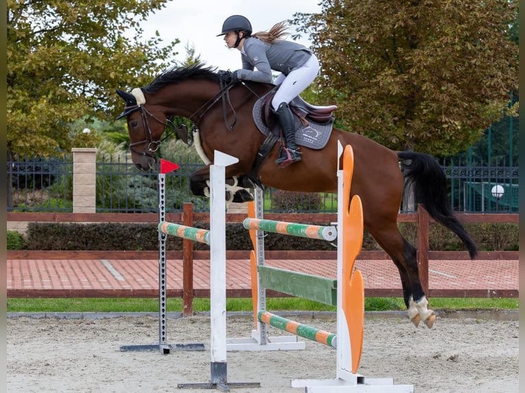 Hungarian Sport Horse Gelding 8 years 16,1 hh Brown in Schattendorf