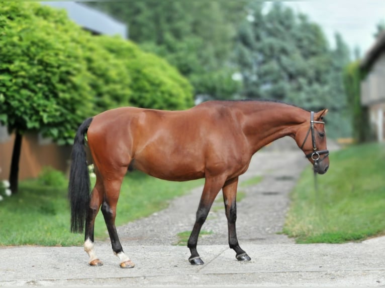 Hungarian Sport Horse Gelding 8 years 16,1 hh Brown in Schattendorf