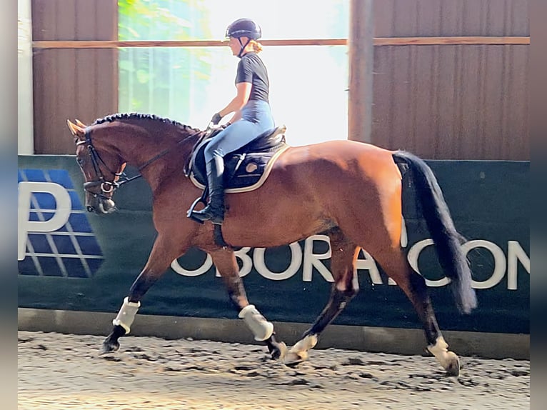 Hungarian Sport Horse Gelding 8 years 16,1 hh Brown in Schattendorf