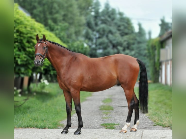 Hungarian Sport Horse Gelding 8 years 16,1 hh Brown in Schattendorf