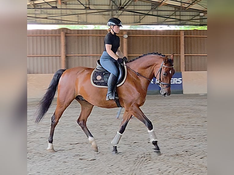 Hungarian Sport Horse Gelding 8 years 16,1 hh Brown in Schattendorf