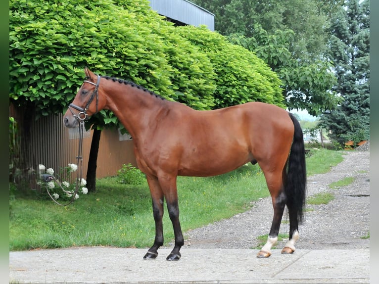 Hungarian Sport Horse Gelding 8 years 16,1 hh Brown in Schattendorf
