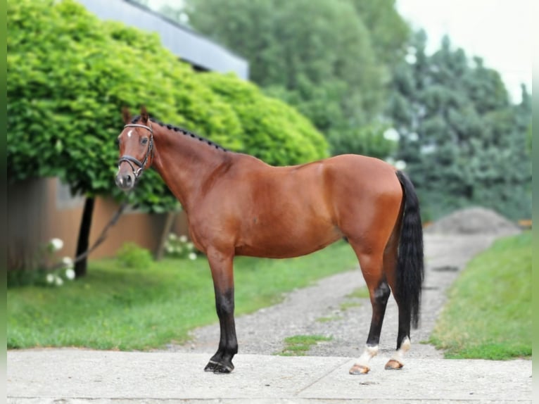 Hungarian Sport Horse Gelding 8 years 16,1 hh Brown in Schattendorf